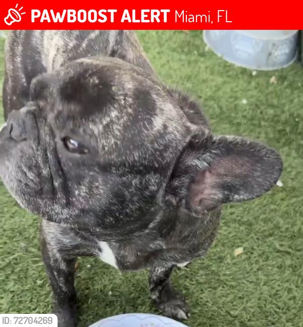 Lost Male Dog last seen Near ne 10 ave north miami beach fl 33162, Miami, FL 33179