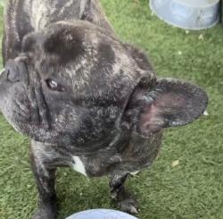 Lost Male Dog last seen Near ne 10 ave north miami beach fl 33162, Miami, FL 33179