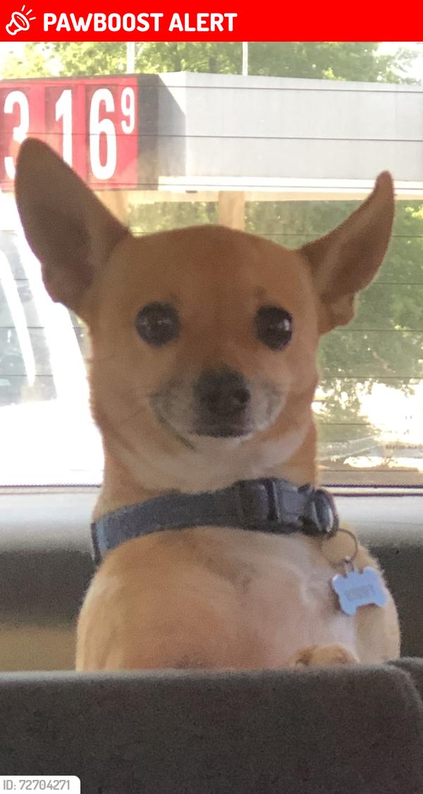 Lost Male Dog last seen Dan River Rd, Spartanburg County, SC 29329