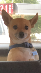 Lost Male Dog last seen Dan River Rd, Spartanburg County, SC 29329