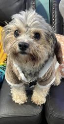 Lost Male Dog last seen Near , Bon Air, VA 23235