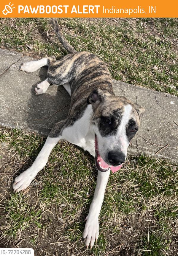 Found/Stray Female Dog last seen Comer and Boyd Ave. , Indianapolis, IN 46203