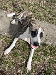 Found/Stray Female Dog last seen Comer and Boyd Ave. , Indianapolis, IN 46203