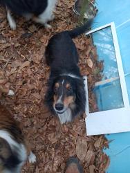 Lost Female Dog last seen N. Robertson and Claiborne, New Orleans, LA 70116