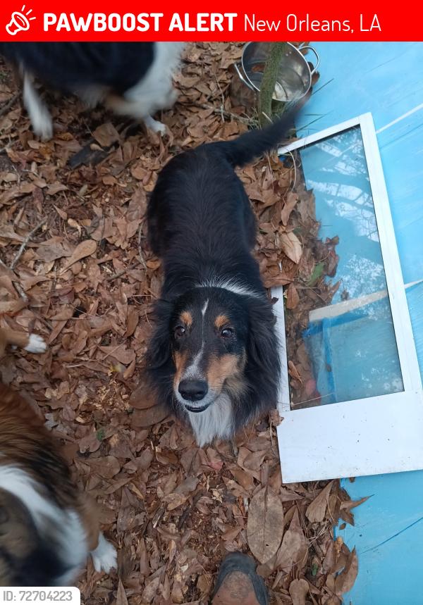 Lost Female Dog last seen N. Robertson and Claiborne, New Orleans, LA 70116