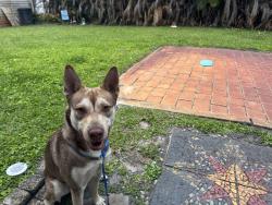 Found/Stray Male Dog last seen Bayshore & Norman Ln, Port St. Lucie, FL 34984