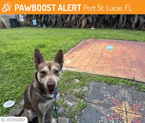 Found/Stray Male Dog last seen Bayshore & Norman Ln, Port St. Lucie, FL 34984