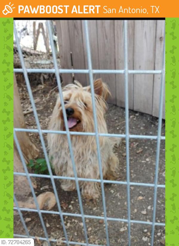 Found/Stray Male Dog last seen Blanco Rd & W Mandalay Dr, San Antonio, TX 78212