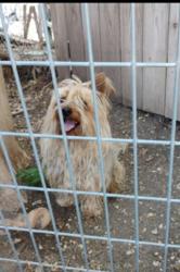 Found/Stray Male Dog last seen Blanco Rd & W Mandalay Dr, San Antonio, TX 78212