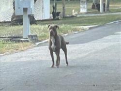 Shelter Stray Unknown Dog last seen OAK ST/CENTER AVE GROVELAND 34736, Deer Island, FL 32778
