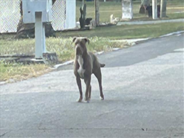 Shelter Stray Unknown Dog last seen OAK ST/CENTER AVE GROVELAND 34736, Deer Island, FL 32778