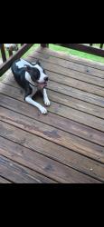 Lost Male Dog last seen Ramoth church Rd Stafford Va , Stafford, VA 22554