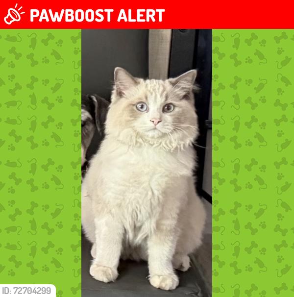 Lost Male Cat last seen Pintura dr, Hacienda Heights, CA 91745