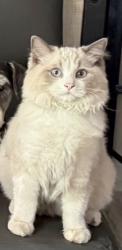 Lost Male Cat last seen Pintura dr, Hacienda Heights, CA 91745