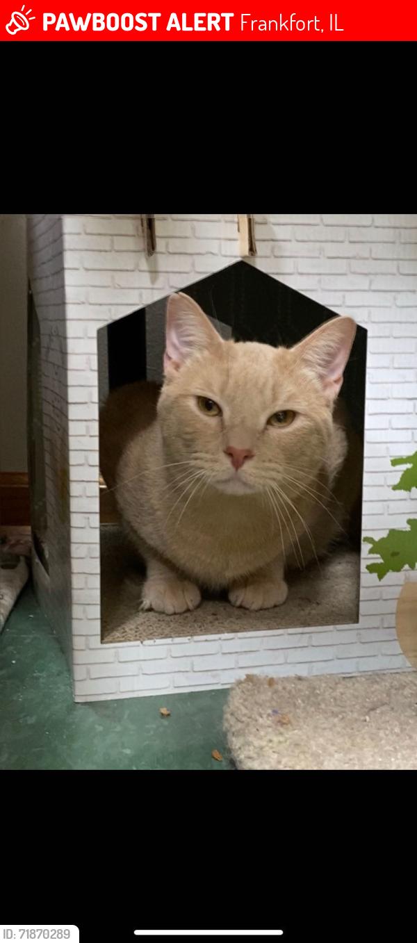 Lost Male Cat last seen Near hobby avenue , Frankfort, IL 60423