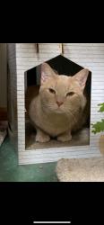 Lost Male Cat last seen Near hobby avenue , Frankfort, IL 60423