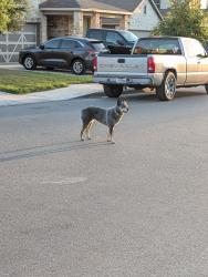 Found/Stray Unknown Dog last seen Running up and down charismatic , San Antonio, TX 78245