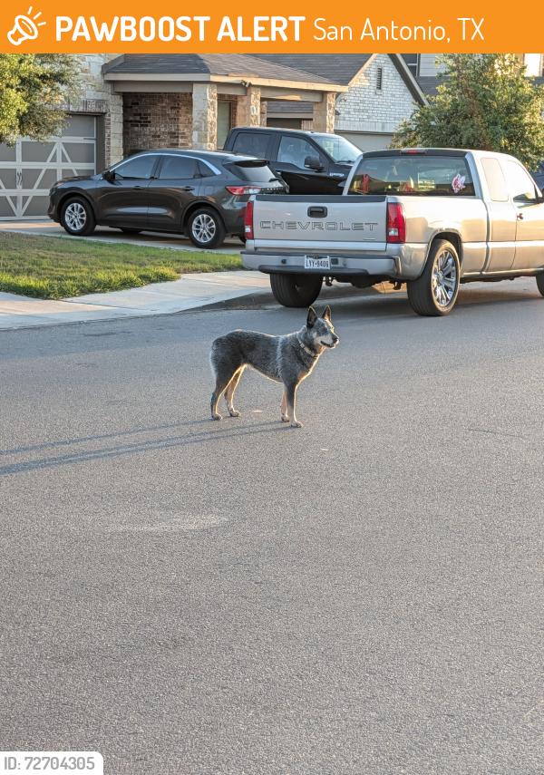 Found/Stray Unknown Dog last seen Running up and down charismatic , San Antonio, TX 78245