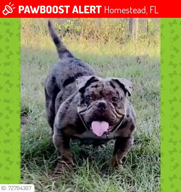 Lost Female Dog last seen Near nw 8th st hmstd fl 33598, Homestead, FL 33030