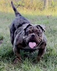 Lost Female Dog last seen Near nw 8th st hmstd fl 33598, Homestead, FL 33030