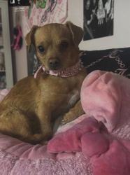 Lost Female Dog last seen Near block of North St. Clair, Wichita, KS 67204