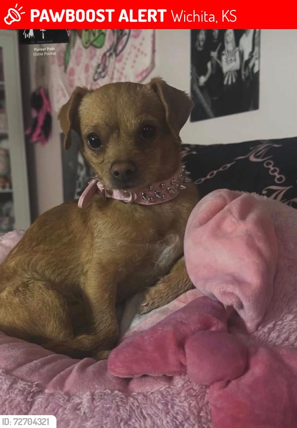 Lost Female Dog last seen Near block of North St. Clair, Wichita, KS 67204