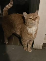 Found/Stray Unknown Cat last seen Near Anita Dr, Winston-Salem, NC 27104, Winston-Salem, NC 27103