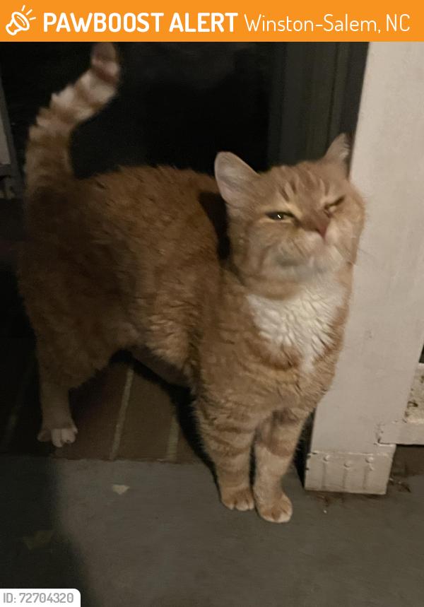 Found/Stray Unknown Cat last seen Near Anita Dr, Winston-Salem, NC 27104, Winston-Salem, NC 27103