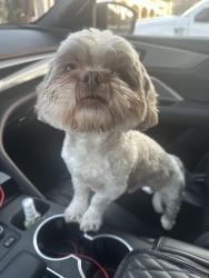 Found/Stray Male Dog last seen Gemini st , Norcross, GA 30071