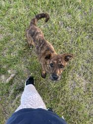 Found/Stray Male Dog last seen Hampton Station Rd, Clarksville, TN 37040