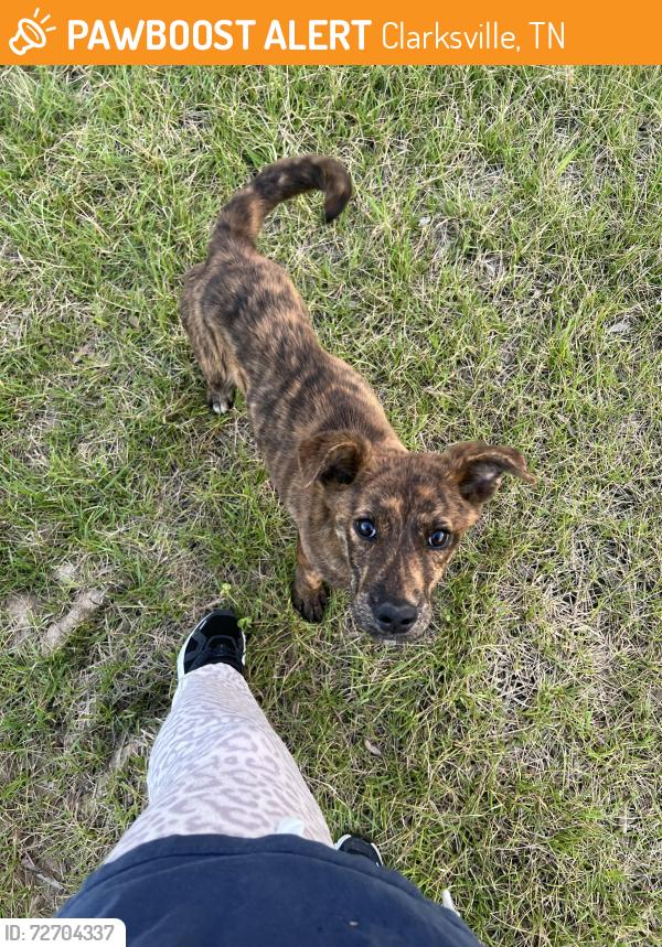 Found/Stray Male Dog last seen Hampton Station Rd, Clarksville, TN 37040