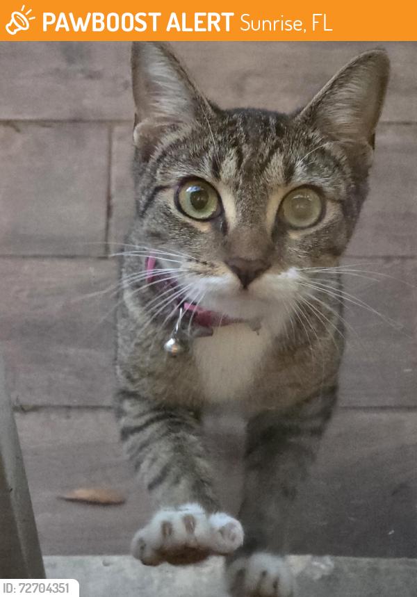 Found/Stray Unknown Cat last seen Commercial & Pine Island , Sunrise, FL 33351