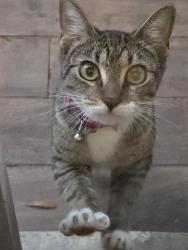Found/Stray Unknown Cat last seen Commercial & Pine Island , Sunrise, FL 33351