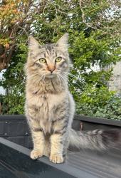 Lost Male Cat last seen Carondelet at Constantinople , New Orleans, LA 70115