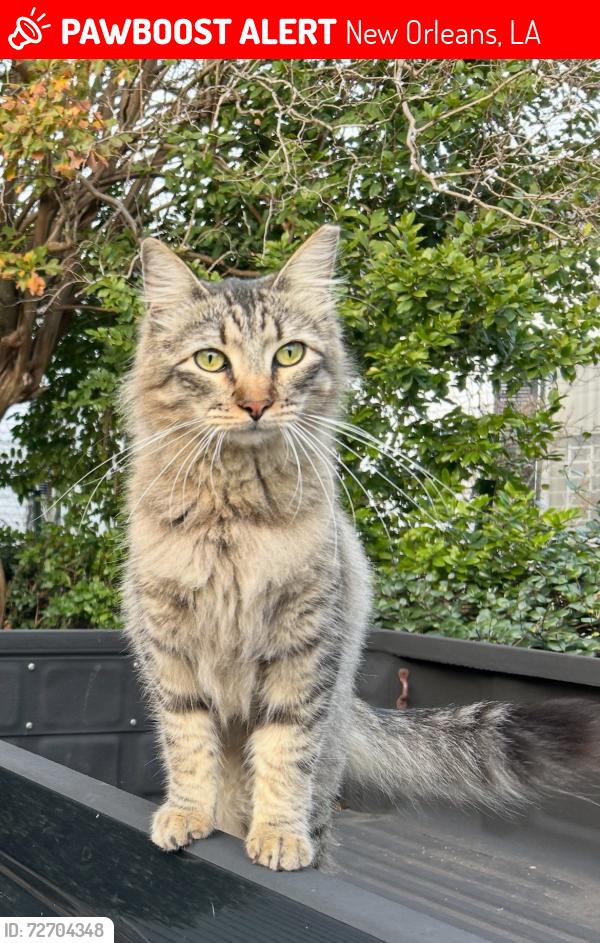 Lost Male Cat last seen Carondelet at Constantinople , New Orleans, LA 70115