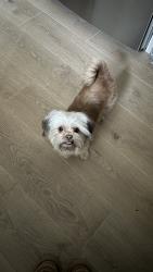 Found/Stray Female Dog last seen S Wayside Dr. & Griggs Rd., Houston, TX 77087