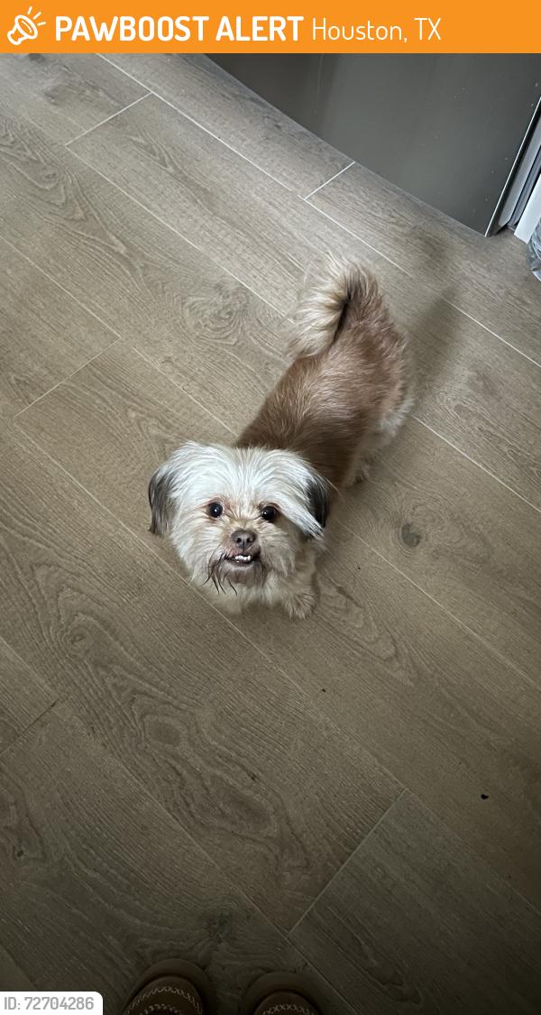 Found/Stray Female Dog last seen S Wayside Dr. & Griggs Rd., Houston, TX 77087