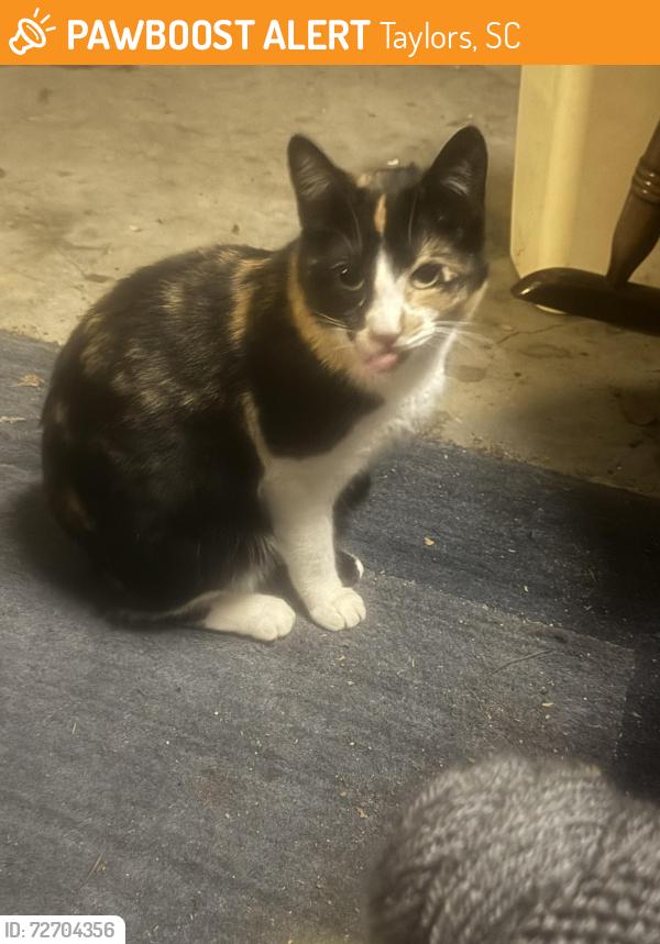 Found/Stray Unknown Cat last seen Rushmore, Taylors, SC 29687