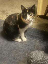 Found/Stray Unknown Cat last seen Rushmore, Taylors, SC 29687