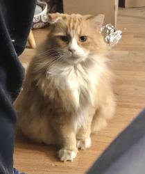 Lost Male Cat last seen Siri go and Camino Carlos Rey, Santa Fe, NM 87505