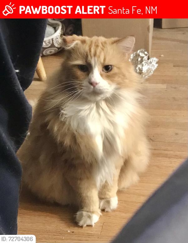 Lost Male Cat last seen Siri go and Camino Carlos Rey, Santa Fe, NM 87505