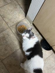 Lost Male Cat last seen Near w la loma dr, Rancho Cordova, CA 95670