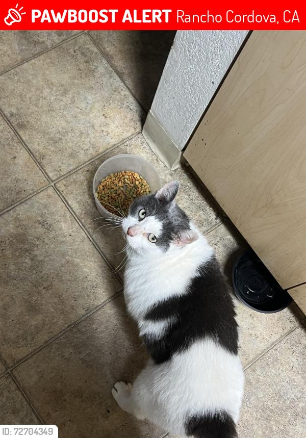 Lost Male Cat last seen Near w la loma dr, Rancho Cordova, CA 95670