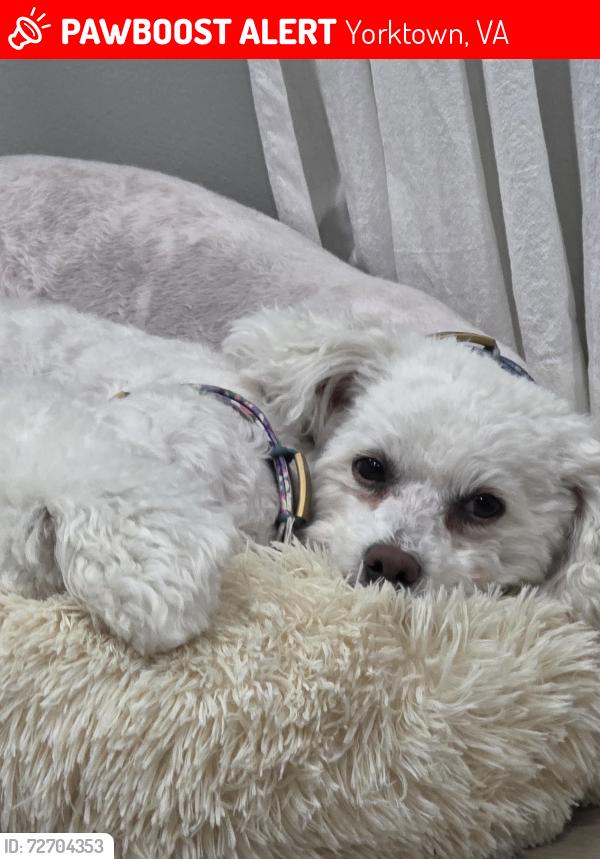 Lost Female Dog last seen Fort Eustis blvd and george washington hwy, Yorktown, VA 23692