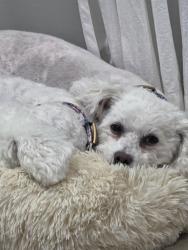 Lost Female Dog last seen Fort Eustis blvd and george washington hwy, Yorktown, VA 23692