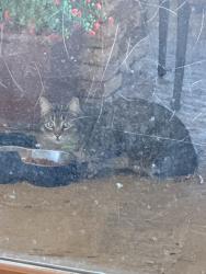 Found/Stray Unknown Cat last seen Lake Arlington, Arlington, TX 76016