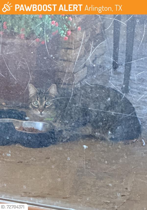 Found/Stray Unknown Cat last seen Lake Arlington, Arlington, TX 76016