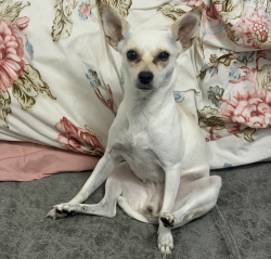 Lost Female Dog last seen Ley del torres landa, León de los Aldama, Gto. 37470