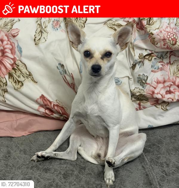 Lost Female Dog last seen Ley del torres landa, León de los Aldama, Gto. 37470