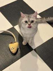 Lost Male Cat last seen Yonge and finch , Toronto, ON M2M 1Z8